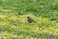 Bird thrush in the grass Royalty Free Stock Photo