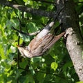 Bird thrush Royalty Free Stock Photo