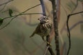 A bird thrush sitting on a branch, throstle Royalty Free Stock Photo