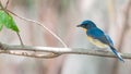 Bird (Tickell's Blue Flycatcher) in nature wild