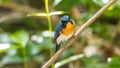 Bird (Tickell's Blue Flycatcher) in nature wild