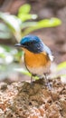Bird (Tickell's Blue Flycatcher) in nature wild