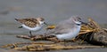 Red Necked Stint in New Zealand