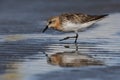 Red Necked Stint in New Zealand