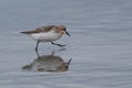 Red Necked Stint in New Zealand