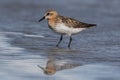 Red Necked Stint in New Zealand