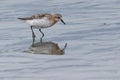 Red Necked Stint in New Zealand