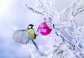 beautiful Christmas card bird tit on a branch of a festive spruce with shiny hoarfrost hanging on a New Year glass ball in the wi