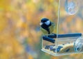 bird tit eats sunflower seeds from a feeding trough