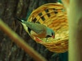 Bird tit eats sunflower seeds from a feeding trough