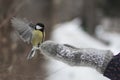 Bird tit, flapping its wings, sits on hand girls in mitten Royalty Free Stock Photo