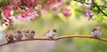 Portrait bird tit flies widely spreading its wings in the garden surrounded by pink Apple blossoms on a Sunny may day