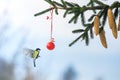 Bird tit flies in the winter Christmas park over the branch of a fir tree with elegant cones and balls Royalty Free Stock Photo