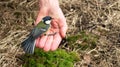 Bird tit in the palm of your hand Royalty Free Stock Photo