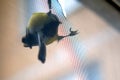 Bird tit pecked through the window mesh, close-up Royalty Free Stock Photo