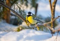 The bird tit sits on a snow-covered branch of a red mountain ash on a sunny frosty day Royalty Free Stock Photo