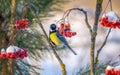 The bird tit sits on a snow-covered branch of a red mountain ash on a sunny frosty day Royalty Free Stock Photo