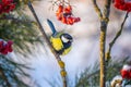 The bird tit sits on a snow-covered branch of a red mountain ash on a sunny frosty day Royalty Free Stock Photo