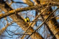 bird tit sitting on a branch in the evening sun Royalty Free Stock Photo