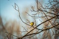 bird tit sitting on a branch in the evening sun Royalty Free Stock Photo