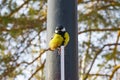 Bird tit sitting on a metal column against the sky and branches of larch,