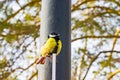 Bird tit sitting on a metal column against the sky and branches of larch,