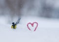 Bright cute bird tit sitting in the snow next to sweet red candy lollipops in the shape of a heart on a festive Valentine`s day