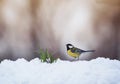 bird tit walks on white snow in the spring Park next to lilac flowers risen snowdrops crocuses