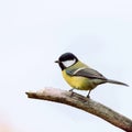 Bird titmouse close-up on a twig isolated on a white background Royalty Free Stock Photo