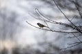 Bird titmouse close-up on a twig isolated on a white background. Royalty Free Stock Photo