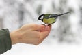 Bird titmouse eats food on palm