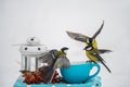 A bird titmouse in flight in a winter park sits on a small serving table. Royalty Free Stock Photo