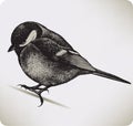 Bird titmouse, hand-drawing. Royalty Free Stock Photo