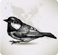 Bird titmouse, hand-drawing. Vector illustration. Royalty Free Stock Photo