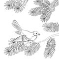Bird Titmouse on Pine Branch, Contours