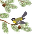 Bird Titmouse on Pine Branch