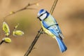 bird titmouse sitting on a branch of a blossoming furry