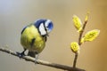 Bird titmouse sitting on a branch of a blossoming furry Royalty Free Stock Photo