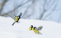 bird Tits fly and walk on white snow in winter garden on clear day