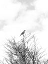 Bird on top of a tree