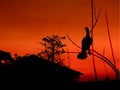 Bird on top tree watching over the house in a village  in red evening sky Royalty Free Stock Photo