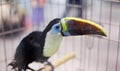 Bird toucan in birdcage.