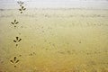 Bird track or footprints on the wet sand. Royalty Free Stock Photo