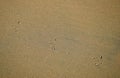 Bird tracks on beach in the Crystal Cove State Park. Royalty Free Stock Photo