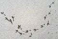 Bird tracks on the first snow. Royalty Free Stock Photo