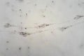 Bird tracks on the first snow. Shot from above. Royalty Free Stock Photo