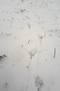 Bird tracks on the first snow. Shot from above Royalty Free Stock Photo