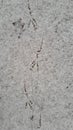 Bird tracks on the first white snow Royalty Free Stock Photo