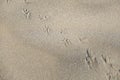 Bird Tracks and Paths on a Smooth Sandy Beach Royalty Free Stock Photo