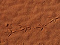 Bird tracks in Red Centre Australia Royalty Free Stock Photo